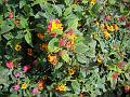 sm-2008-0226_Lantana,_Malaga_Spain_18_C